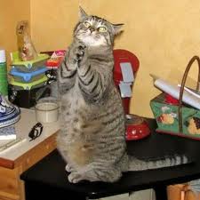 gatto.jpg