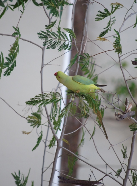 pico_2013-11-09.jpg