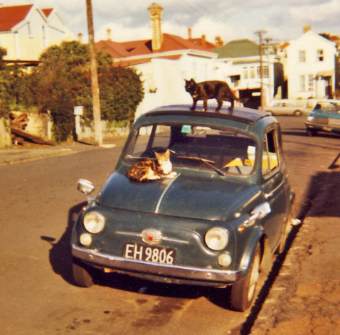 Fiat-500-cats.jpg
