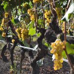 Cascina Feipu dei Massaretti