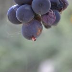 Cascina Feipu dei Massaretti