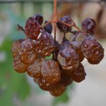Cascina Feipu dei Massaretti