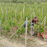 Cascina Feipu dei Massaretti
