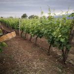 Cantine Zagarella